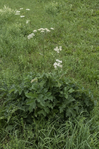 Pflanzenbild gross Wiesen-Bärenklau - Heracleum sphondylium