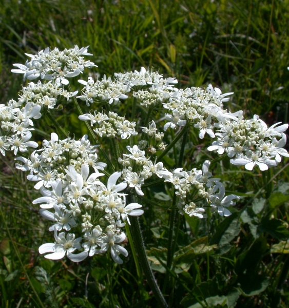 Pflanzenbild gross Wiesen-Bärenklau - Heracleum sphondylium
