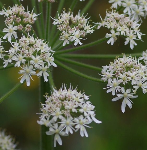 Pflanzenbild gross Wiesen-Bärenklau - Heracleum sphondylium
