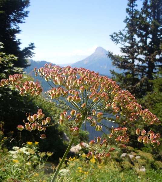 Pflanzenbild gross Berg-Laserkraut - Laserpitium siler