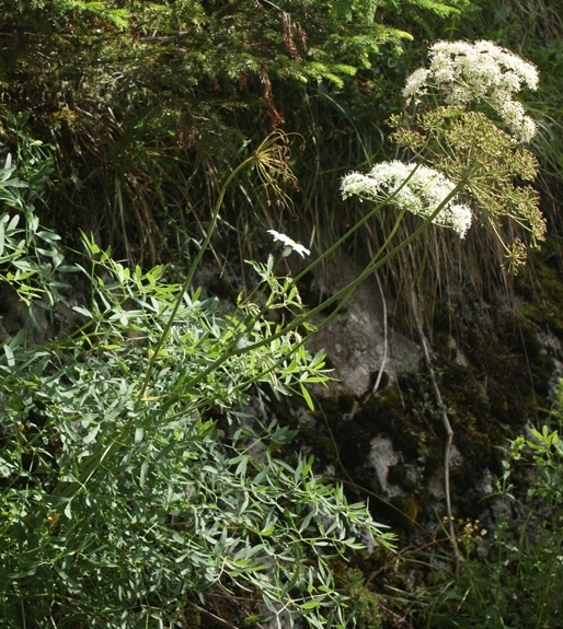Pflanzenbild gross Berg-Laserkraut - Laserpitium siler