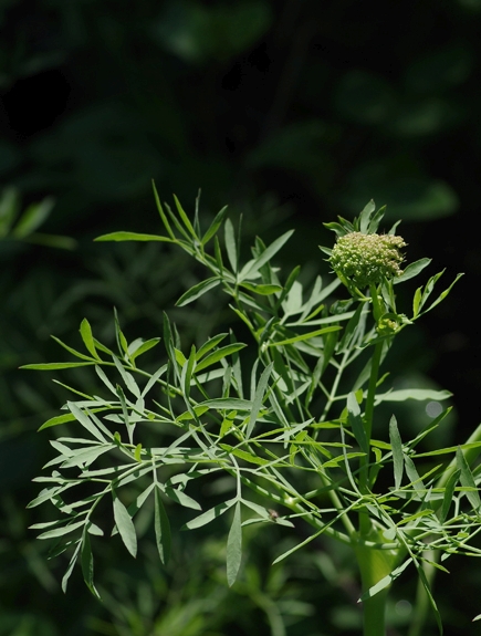 Pflanzenbild gross Berg-Laserkraut - Laserpitium siler
