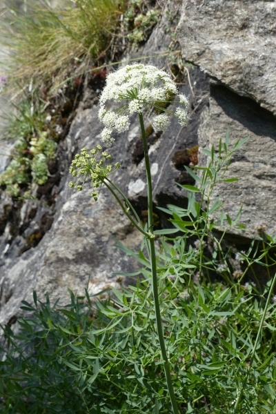 Pflanzenbild gross Berg-Laserkraut - Laserpitium siler