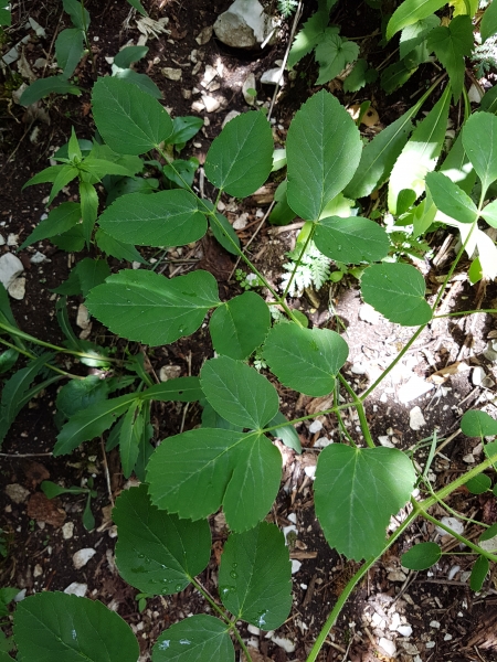 Pflanzenbild gross Breitblättriges Laserkraut - Laserpitium latifolium