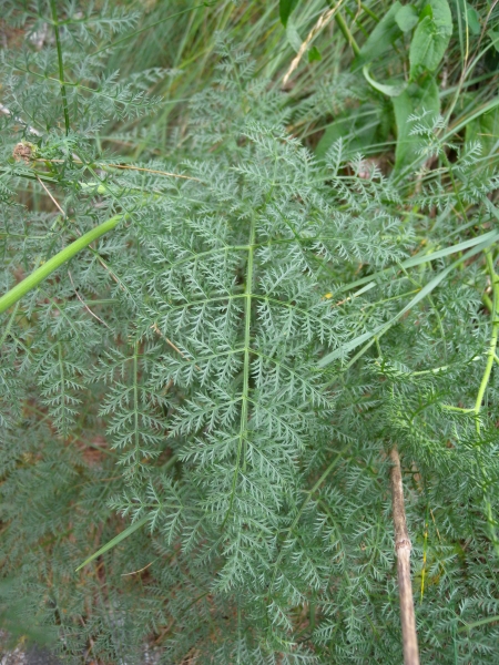 Pflanzenbild gross Hallers Laserkraut - Laserpitium halleri
