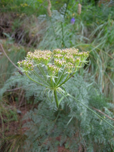 Pflanzenbild gross Hallers Laserkraut - Laserpitium halleri