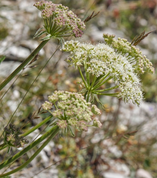 Pflanzenbild gross Hallers Laserkraut - Laserpitium halleri