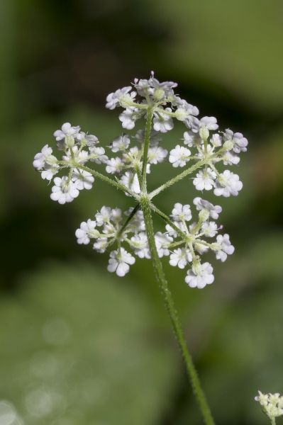 Pflanzenbild gross Wald-Borstendolde - Torilis japonica
