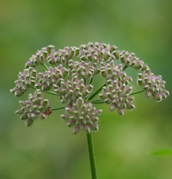 Pflanzenbild gross Wald-Borstendolde - Torilis japonica