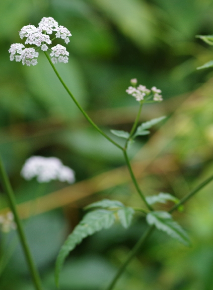 Pflanzenbild gross Wald-Borstendolde - Torilis japonica