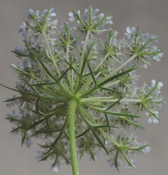 Pflanzenbild gross Wilde Möhre - Daucus carota