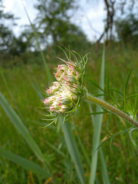 Pflanzenbild gross Wilde Möhre - Daucus carota