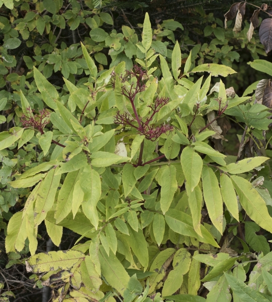 Pflanzenbild gross Zwerg-Holunder - Sambucus ebulus