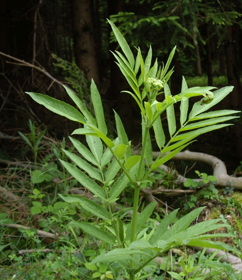 Pflanzenbild gross Zwerg-Holunder - Sambucus ebulus