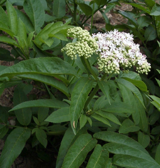 Pflanzenbild gross Zwerg-Holunder - Sambucus ebulus
