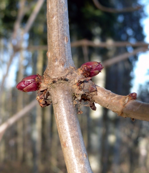 Pflanzenbild gross Schwarzer Holunder - Sambucus nigra