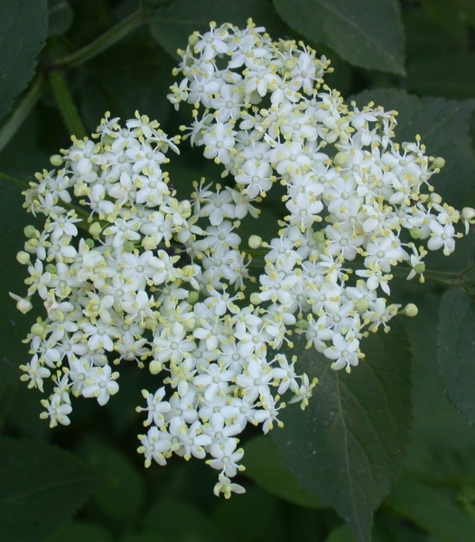 Pflanzenbild gross Schwarzer Holunder - Sambucus nigra