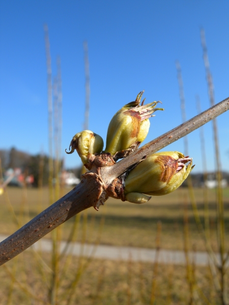 Pflanzenbild gross Roter Holunder - Sambucus racemosa