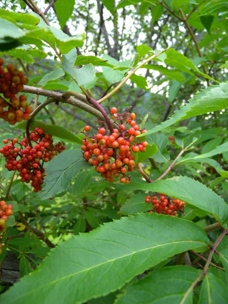 Pflanzenbild gross Roter Holunder - Sambucus racemosa