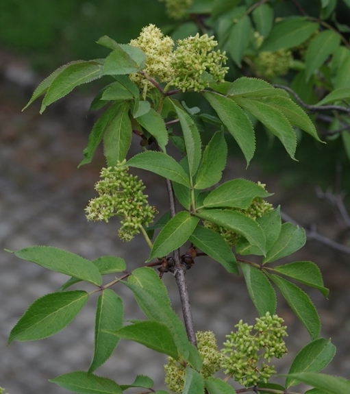 Pflanzenbild gross Roter Holunder - Sambucus racemosa