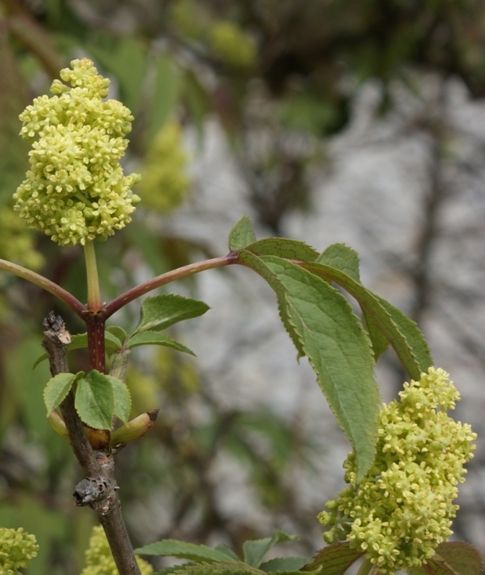 Pflanzenbild gross Roter Holunder - Sambucus racemosa