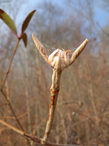 Pflanzenbild gross Wolliger Schneeball - Viburnum lantana