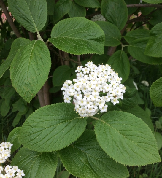 Pflanzenbild gross Wolliger Schneeball - Viburnum lantana