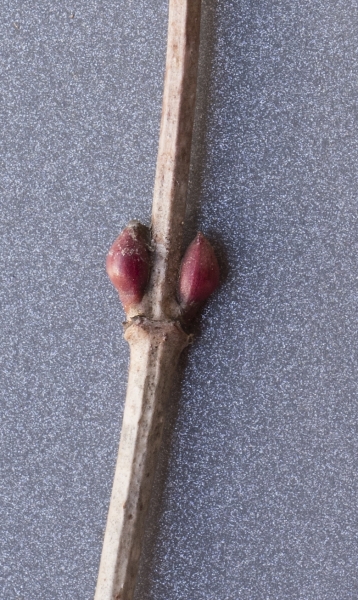Pflanzenbild gross Gemeiner Schneeball - Viburnum opulus