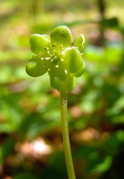 Pflanzenbild gross Bisamkraut - Adoxa moschatellina