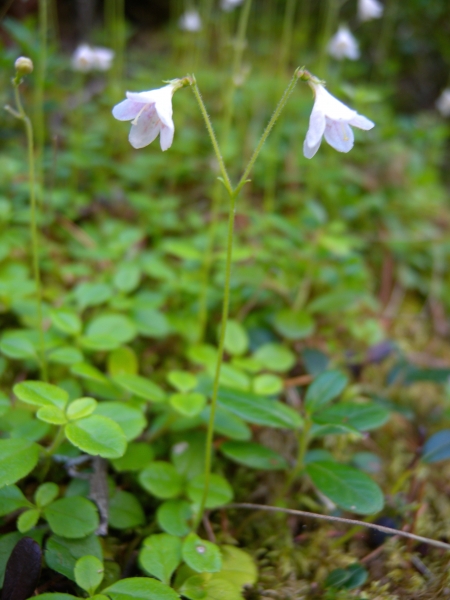 Pflanzenbild gross Moosglöckchen - Linnaea borealis