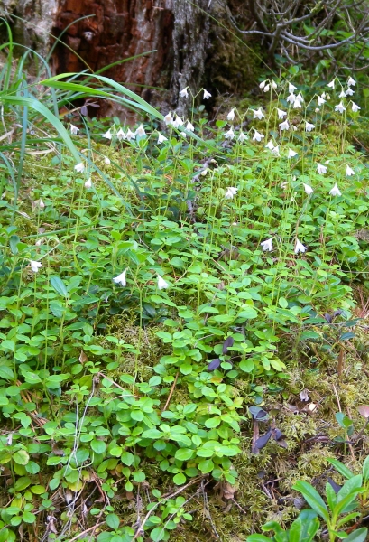 Pflanzenbild gross Moosglöckchen - Linnaea borealis