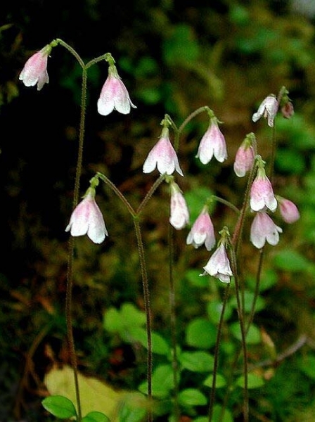Pflanzenbild gross Moosglöckchen - Linnaea borealis