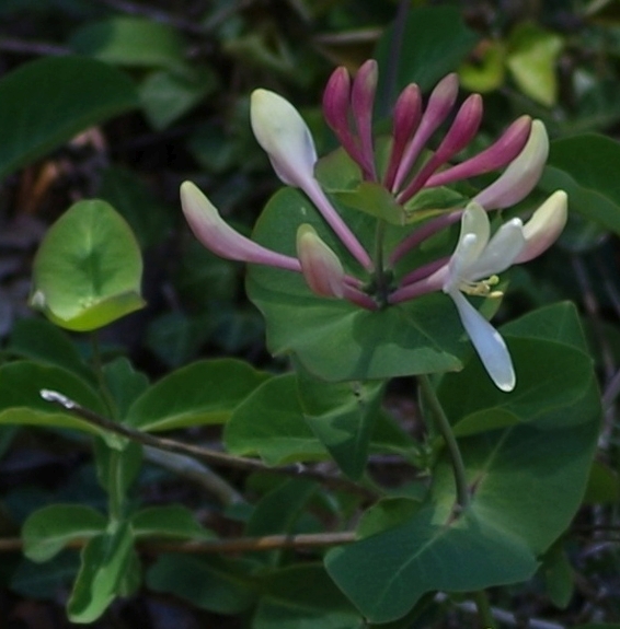 Pflanzenbild gross Garten-Geissblatt - Lonicera caprifolium