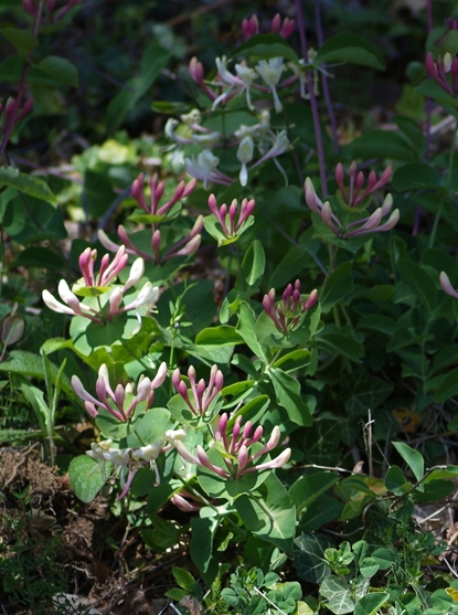 Pflanzenbild gross Garten-Geissblatt - Lonicera caprifolium