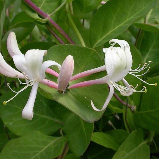 Pflanzenbild gross Garten-Geissblatt - Lonicera caprifolium
