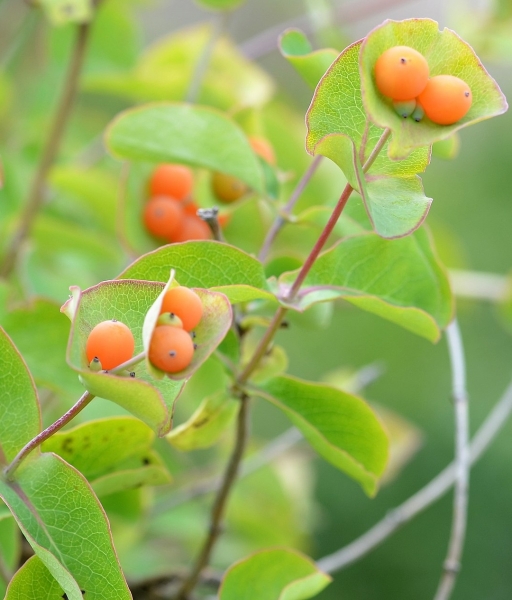 Pflanzenbild gross Garten-Geissblatt - Lonicera caprifolium