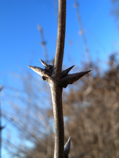 Pflanzenbild gross Rote Heckenkirsche - Lonicera xylosteum