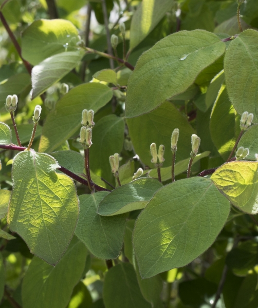 Pflanzenbild gross Rote Heckenkirsche - Lonicera xylosteum