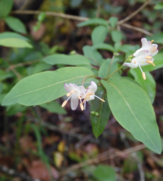 Pflanzenbild gross Schwarze Heckenkirsche - Lonicera nigra