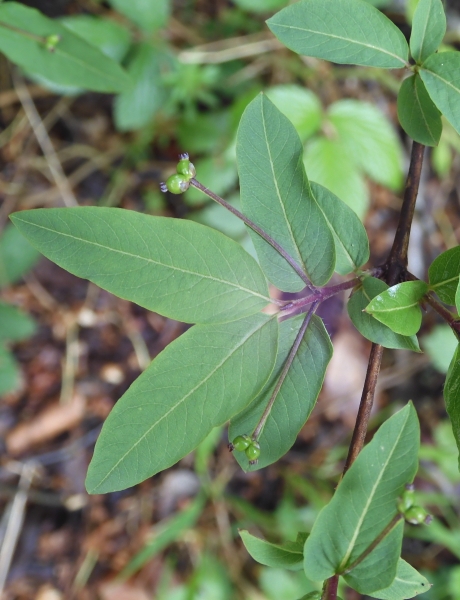 Pflanzenbild gross Schwarze Heckenkirsche - Lonicera nigra