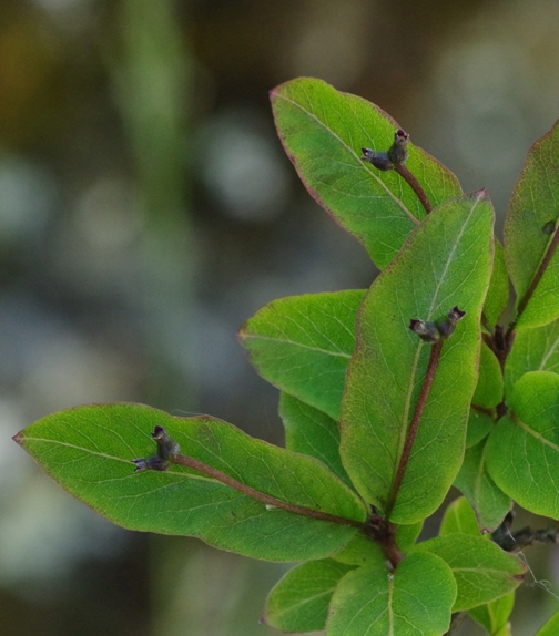 Pflanzenbild gross Schwarze Heckenkirsche - Lonicera nigra