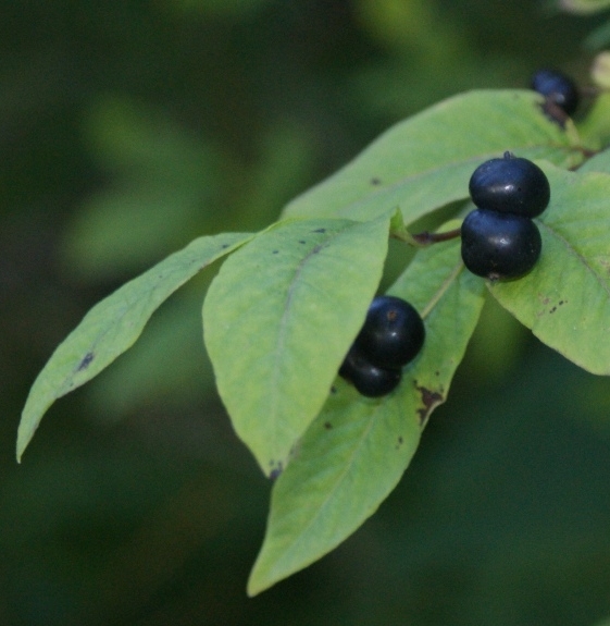 Pflanzenbild gross Schwarze Heckenkirsche - Lonicera nigra