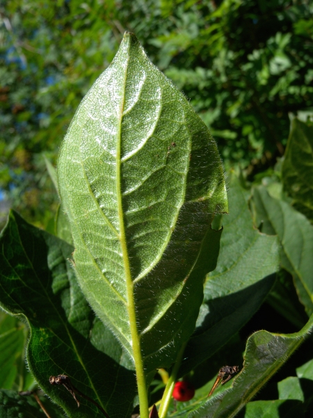 Pflanzenbild gross Alpen-Heckenkirsche - Lonicera alpigena