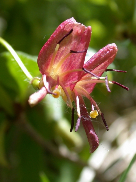Pflanzenbild gross Alpen-Heckenkirsche - Lonicera alpigena
