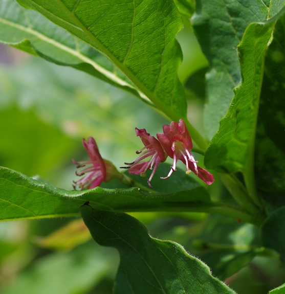 Pflanzenbild gross Alpen-Heckenkirsche - Lonicera alpigena