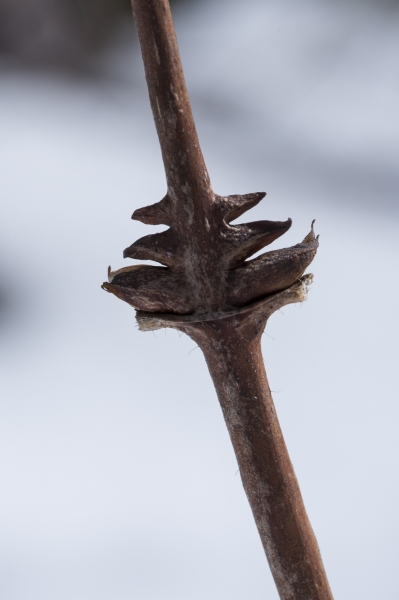 Pflanzenbild gross Blaue Heckenkirsche - Lonicera caerulea