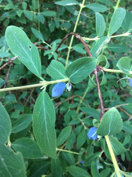 Pflanzenbild gross Blaue Heckenkirsche - Lonicera caerulea