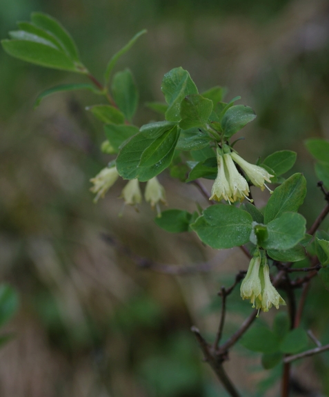 Pflanzenbild gross Blaue Heckenkirsche - Lonicera caerulea