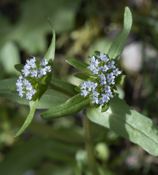 Pflanzenbild gross Echter Ackersalat - Valerianella locusta