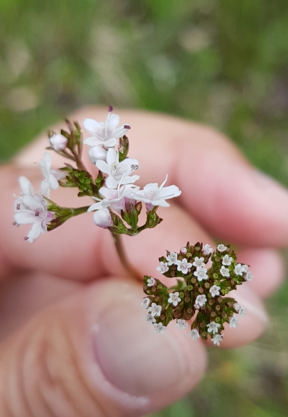 Pflanzenbild gross Sumpf-Baldrian - Valeriana dioica
